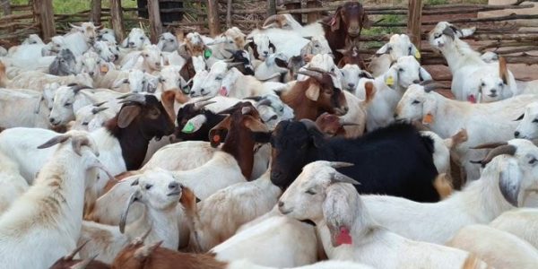 whatsapp image 2025 10 07 at 8.19.24 pm