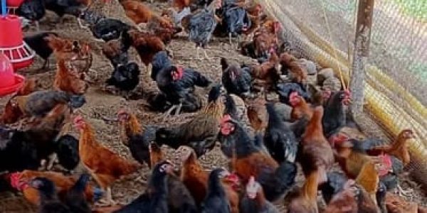 whatsapp image 2025 10 07 at 8.53.52 pm