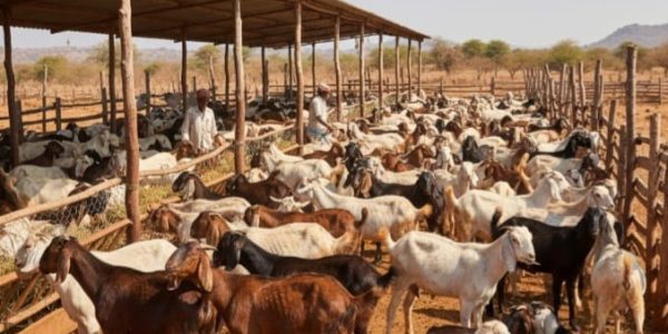 whatsapp image 2025 11 02 at 4.47.15 pm